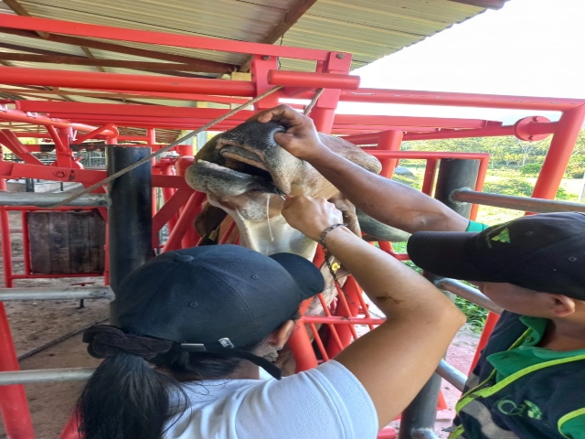En Norte de Santander se cumple a cabalidad la normatividad para movilizar animales hacia el resto del país