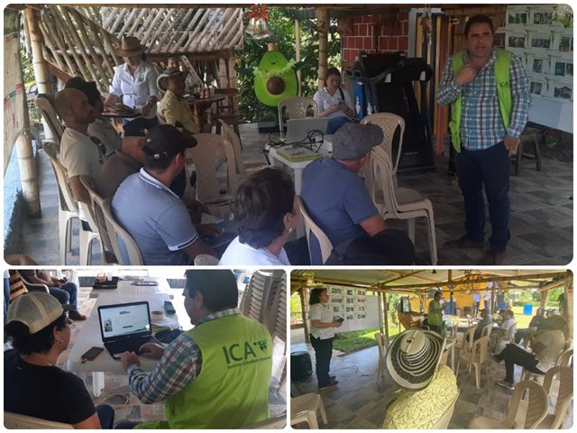 En Quindío, productores de aguacate son capacitados por el ICA en requisitos de exportación y en prevención del fenómeno de El Niño 