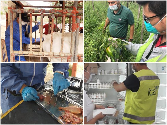 El ICA en Cundinamarca, prioriza la sanidad agropecuaria 