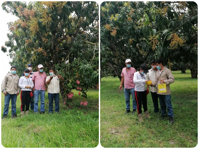 Mango tolimense llegará al mercado europeo
