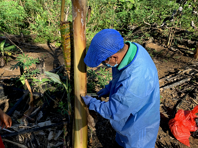 Toma de muestras de tejido vegetal