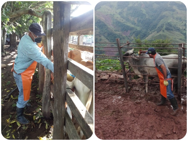 Colombia ha vacunado contra aftosa 26,3 millones de bovinos y bufalinos 