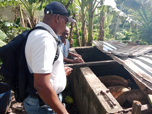 El ICA ejerce control sanitario a la producción porcícola de San Andrés 