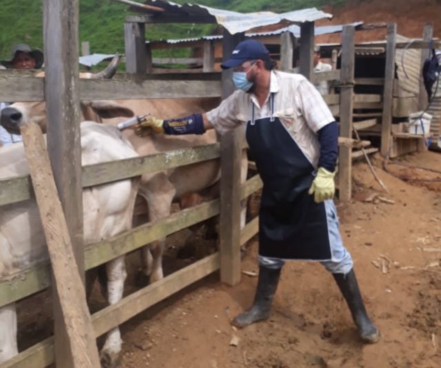 Foto-ICA-Inicio-2º-Ciclo-de-vacunacion-contra-la-fiebre-afotsa-y-la-brucelosis-bovina-1.jpg