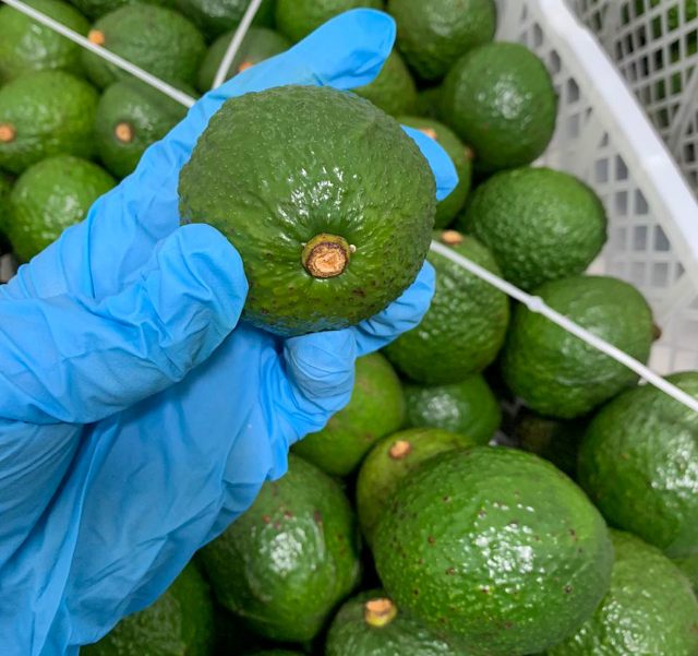 Foto-ICA-Exportacion-aguacate-hass.jpg Foto-ICA-Exportacion-aguacate-hass.jpg