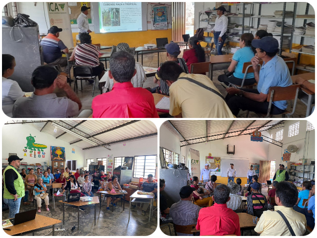 En Norte de Santander, capacitación sobre enfermedades del plátano y banano 