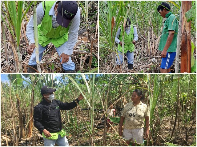 Visitas de inspección a cultivos de caña panelera.