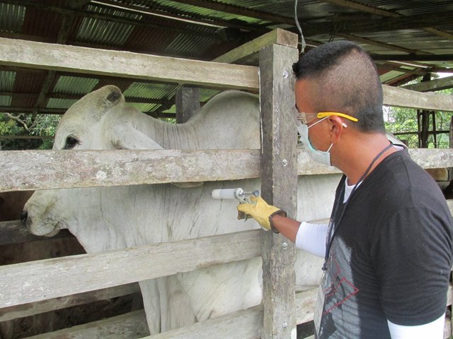 Del 3 de noviembre al 17 de diciembre, segundo ciclo de vacunación contra la fiebre aftosa  y brucelosis bovina en 16 departamentos