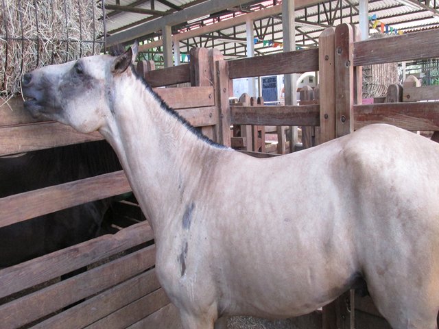 El ICA declara cuarentena en veredas del municipio de Yopal, Casanare, por Encefalitis Equina del Este