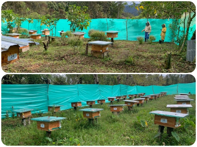 Censo a criadores de abejas en el Valle de Sibundoy.