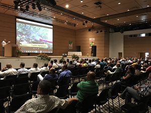 HLB_Quindio-1.JPG