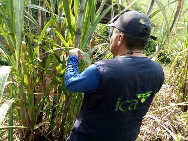 269 hectáreas de caña panelera fueron monitoreadas por el ICA en 2017