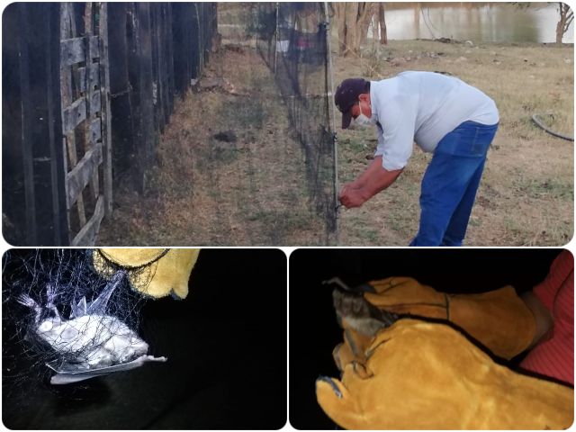 Con la captura de murciélagos, en Córdoba se busca prevenir la rabia de origen silvestre