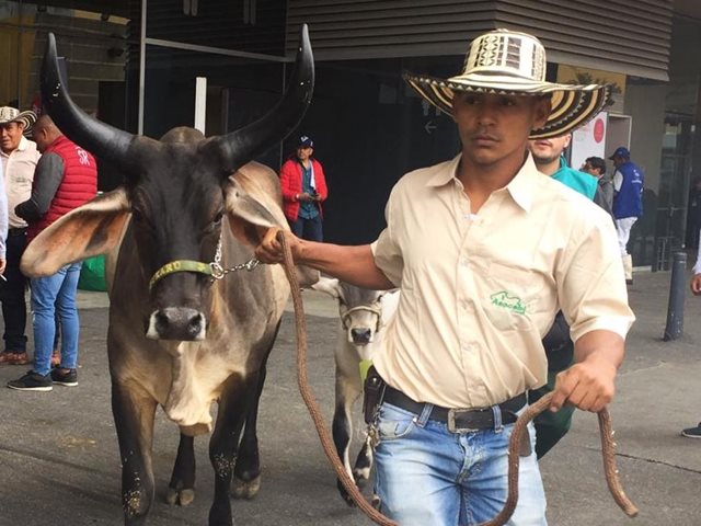 Animales que ingresan a Agroexpo vienen de diferentes partes del país. 