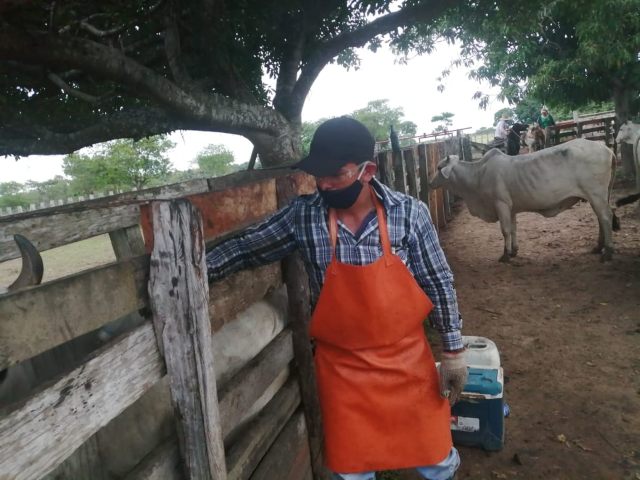 Foto-ICA-Cobertura-del-98-del-hato-bovino-1.jpg