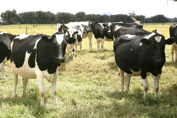 Colombia recupera status de territorio libre de fiebre aftosa con vacunación 