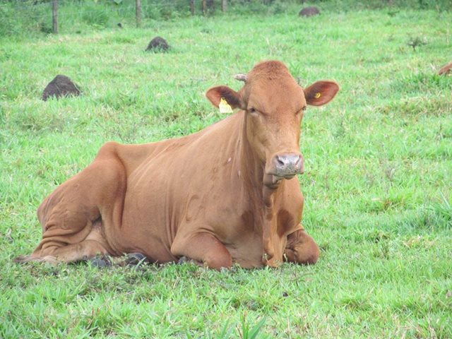 Avanzan protocolos como lo recomienda la OIE, para lograr erradicación del foco de aftosa en Tame, Arauca