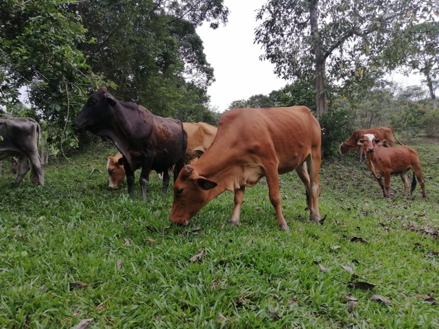 En Boyacá, el ICA fortalece las competencias de sus funcionarios  para garantizar la sanidad animal   