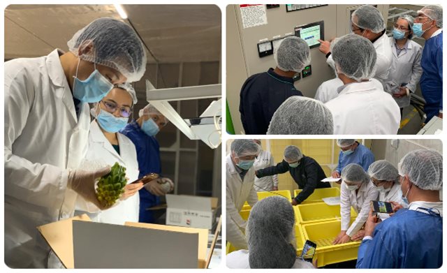 Inspector coreano visitó, junto con el ICA, planta de tratamiento de vapor para exportación de pitahaya fresca