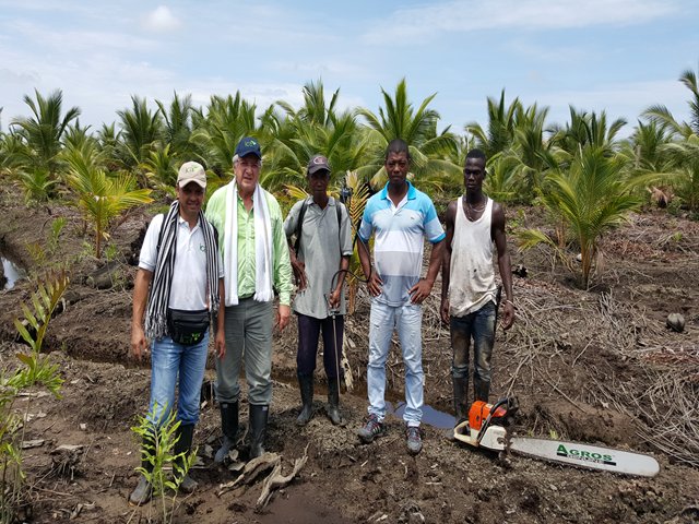 90% de avance en la erradicación de palmas de cocotero afectadas  por el complejo Anillo Rojo – Gualpa y Porroca  en la costa pacífica nariñense   