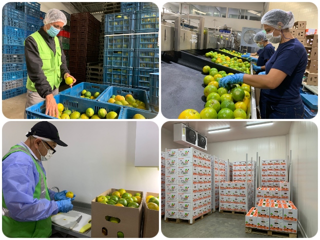 23 toneladas de naranjas listas para la exportación 