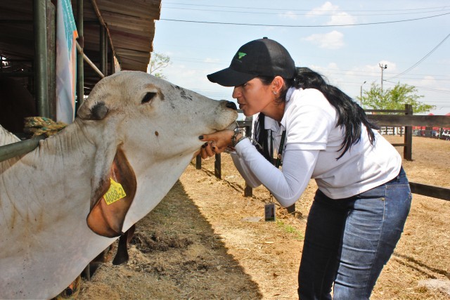 Con acciones sanitarias, el ICA controla y previene la brucelosis bovina en el país