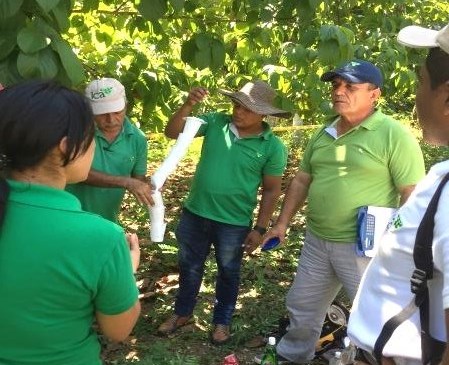 Continúa la recuperación de los cultivos de aguacate criollo en Los Montes de María