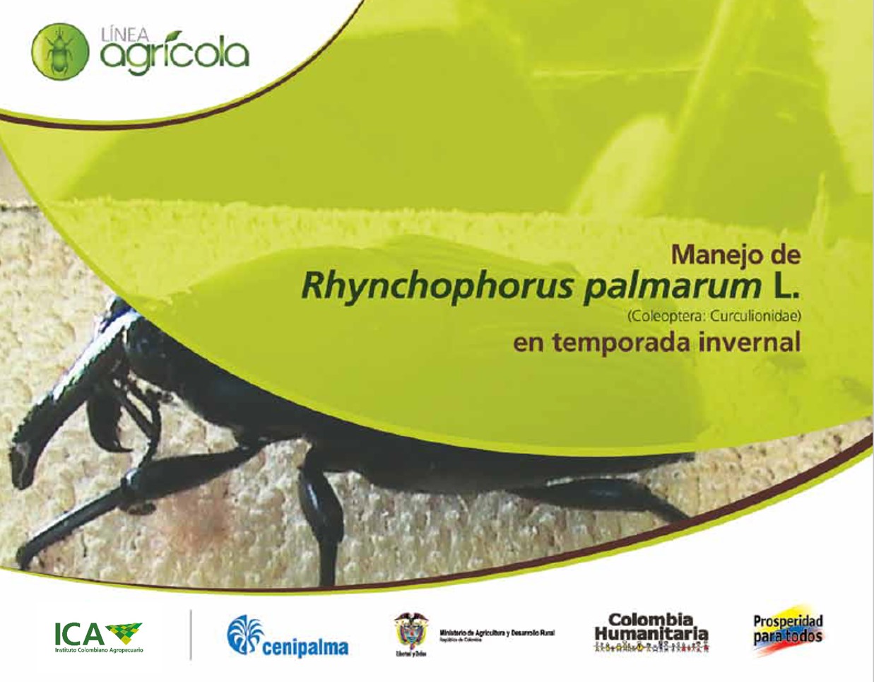 Imagen de Manejo de Rhynchophorus palmarum L. en temporada invernal