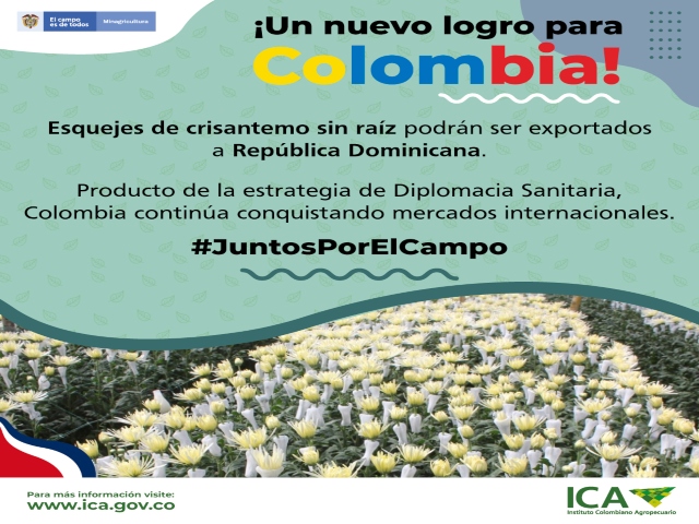 Nueva admisibilidad para los esquejes de crisantemo.