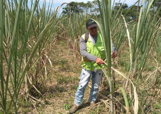 Con el apoyo del ICA, el Guaviare fortalece su producción de caña panelera