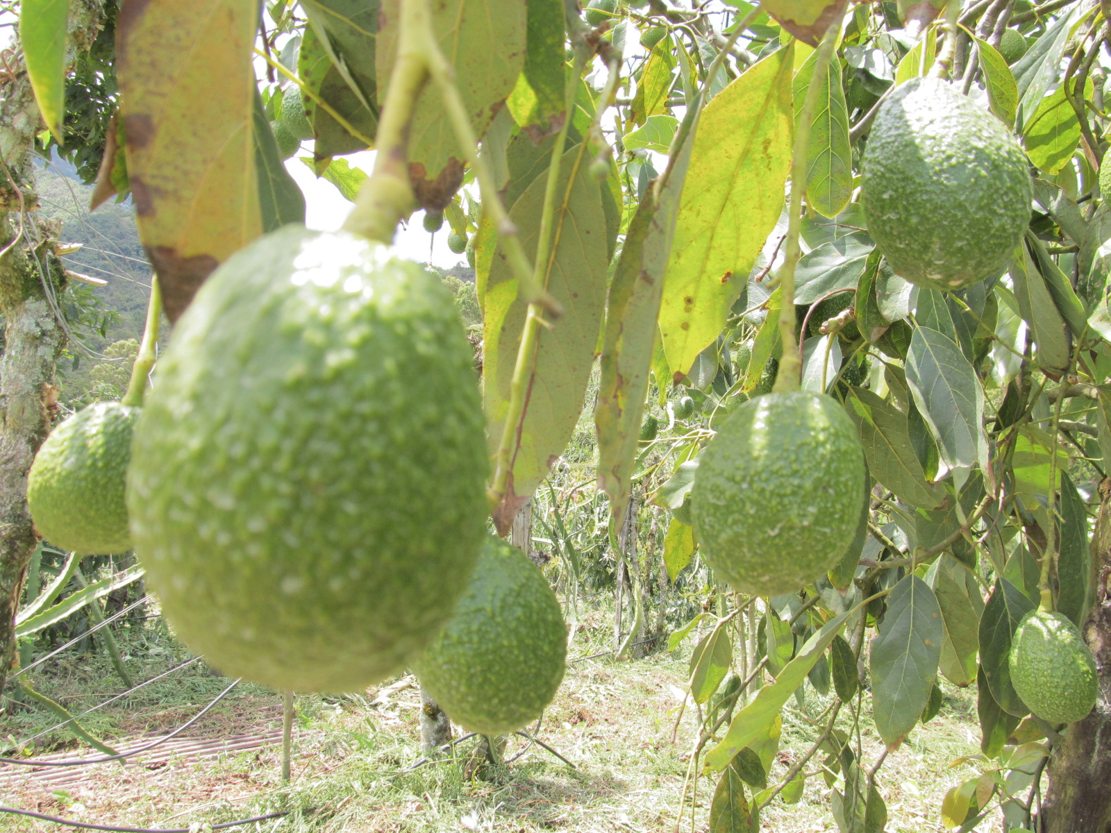 Capsula 03 Buenas Prácticas Agrícolas