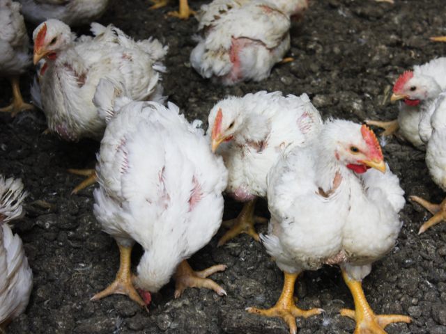Aves sanas, inspeccionadas por el ICA.