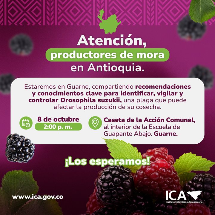 MORA-ANTIOQUIA.jpeg