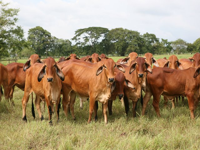ICA facilita a ganaderos la expedición de guías para la movilización de sus animales