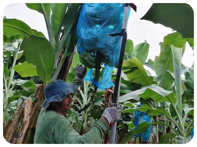 Con medidas en vigilancia, bioseguridad y control, el ICA y bananeros de Magdalena trabajan para certificar el departamento  como  libre  de Fusarium R4T