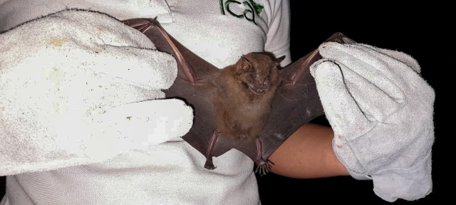 Foto-ICA-captura-murcielago.jpg