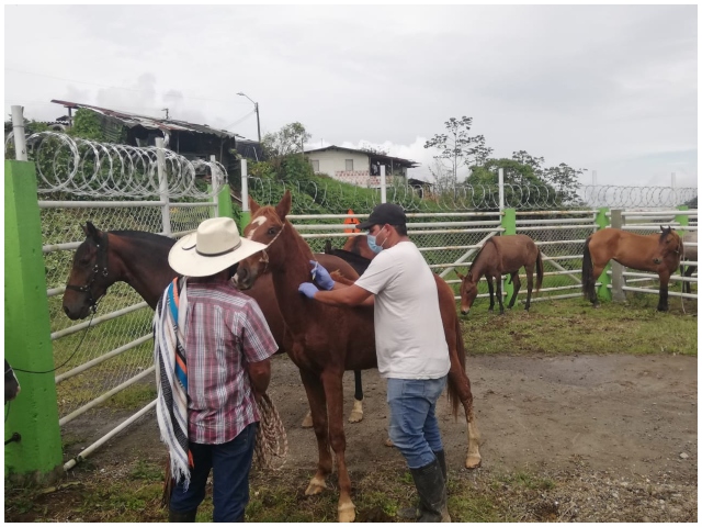 El ICA le cumplió a Risaralda, mil equinos vacunados contra la EEV
