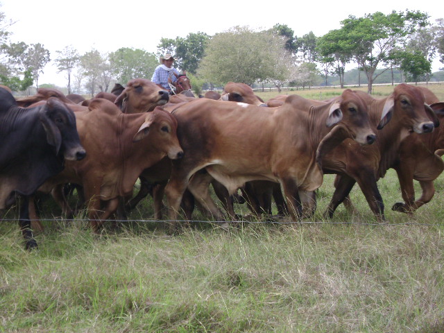 Ganaderos a vacunar a los cerca de 22 millones 170 mil bovinos