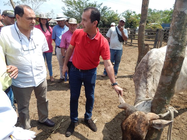El ICA apoya programa de repoblamiento bovino de la gobernación  con su programa de trazabilidad animal identifica. 