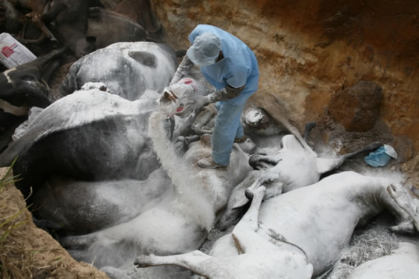 ICA hace recomendaciones para el manejo de cadáveres de animales