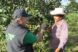 El-Tolima-cuenta-con-1550-hectareas-cultivadas-de-vegetales-para-exportacion-en-fresco-3.JPG