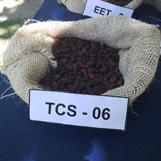 Cacao-TCS-06.jpg