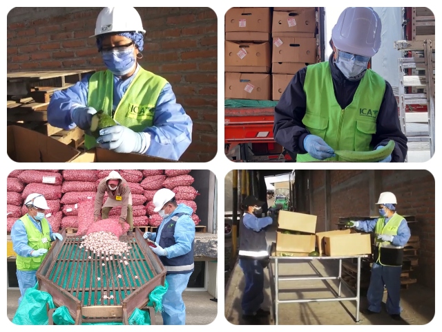 En el 1er trimestre 2021, más de mil cargamentos agropecuarios fueron inspeccionados por el ICA en el paso fronterizo Rumichaca en Nariño 