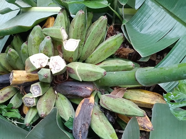 Foto-ICA-Acciones-para-combatir-el-moko-del-platano-1.jpg