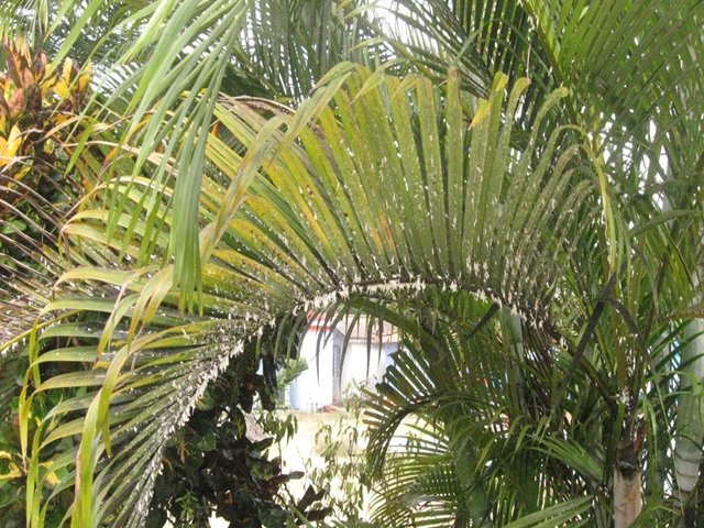 ICA establece plan de choque en San Andrés y Providencia para combatir las cochinillas