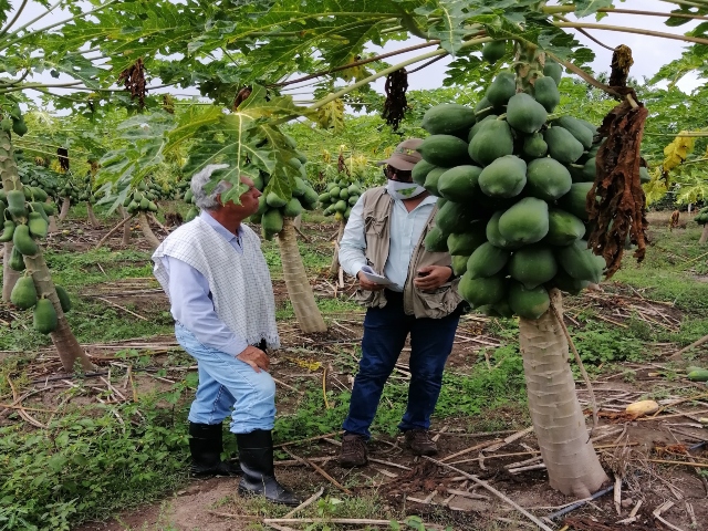 Con inspecciones fitosanitarias, el ICA protege los cultivos de frutales en Bolívar 