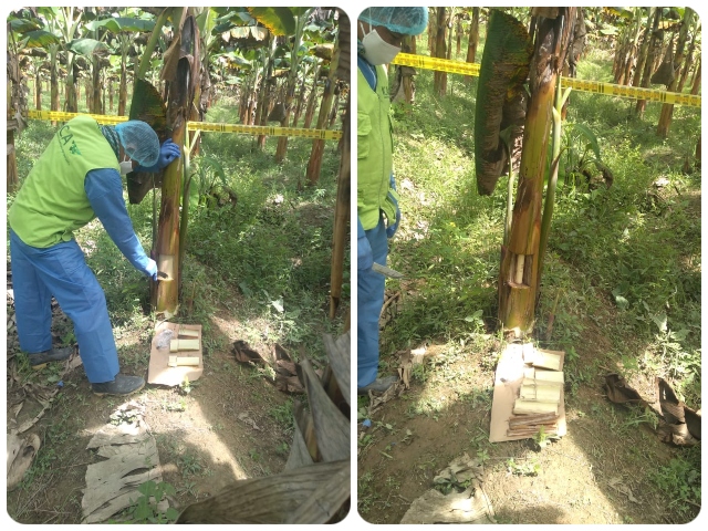 Cultivos frutales de traspatio son vigilados por el ICA en Guaviare
