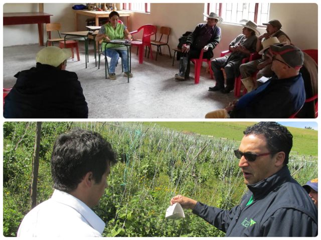 Productores de pera en Tibaná, Boyacá, se capacitan para mejorar la calidad fitosanitaria de los cultivos 