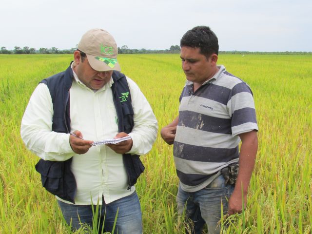 Hasta el 31 de mayo es el plazo para las inscripciones al Plan de Ordenamiento de la Producción de Arroz 