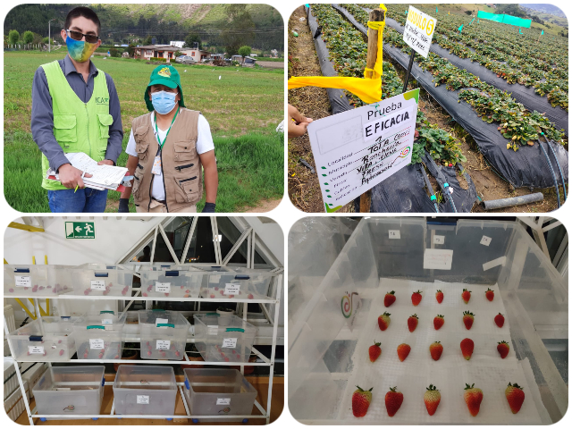 El ICA supervisa la eficacia agrícola en los cultivos de Boyacá